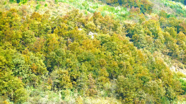 青林自然村 冬景 青冈林