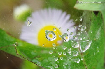 水珠白花