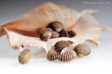 海鲜 贝壳