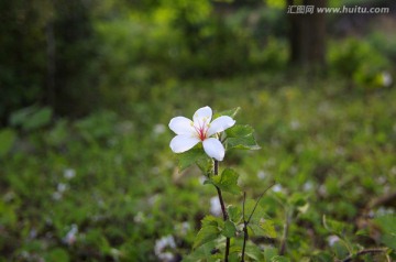 花落