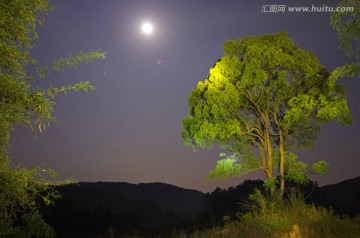 树木夜景