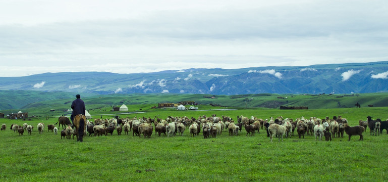 雪山草原牧羊