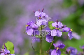 二月兰 小紫花