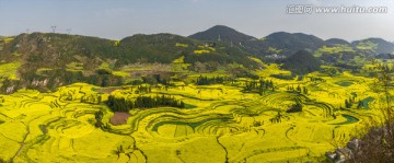 罗平螺蛳田油菜花