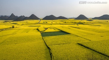 云南罗平油菜花