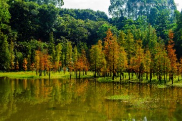 阳光池塘水杉