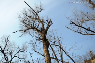 冬季树木 枯树