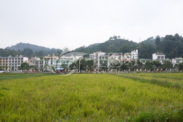 广西巴马坡纳度假村 田地