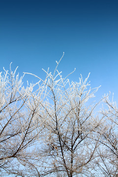 冬天 雾凇 树木