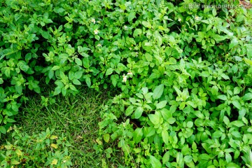 田间植物