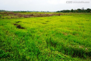 田野风光