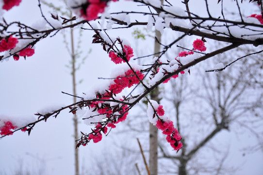 雪打花