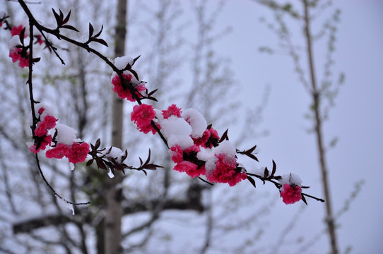 雪打花