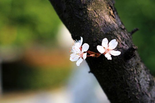 春花唯美