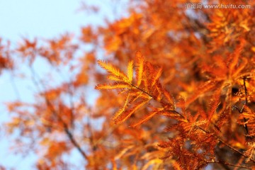 秋色水杉