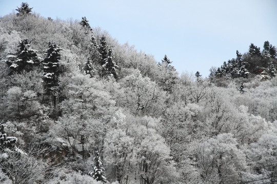 冬季山林