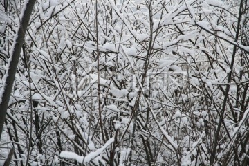 雪压树枝