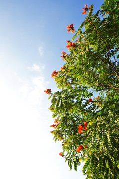 树枝红花