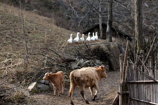 乡村小景