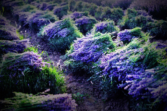 薰衣草花田