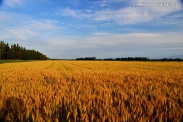 麦田