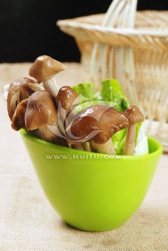 鸡枞菌
