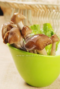 鸡枞菌