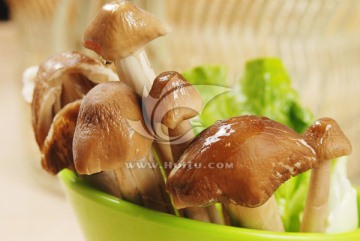 鸡枞菌