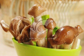 鸡枞菌