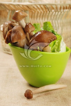 鸡枞菌