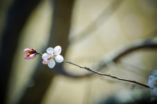 早桃花