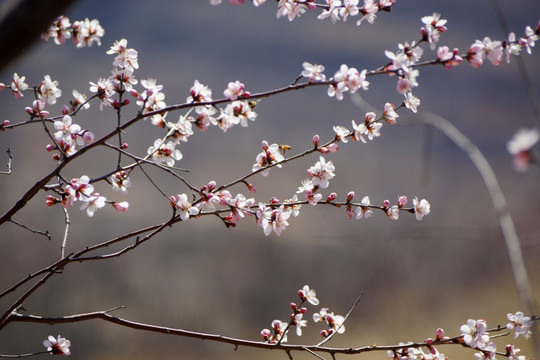 早桃花