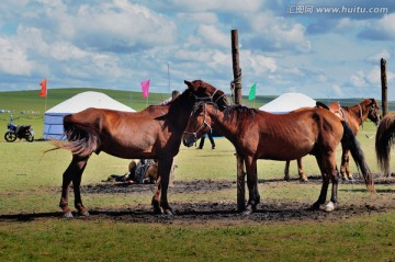 蒙古包与烈马