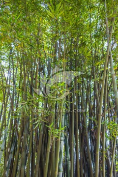 绿竹竹林
