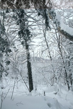 森林雪景 童话世界