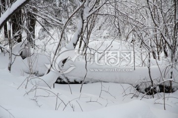 森林雪景 童话世界