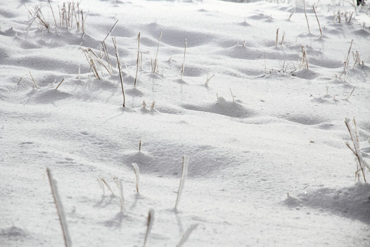 旷野雪地 雪地纹理