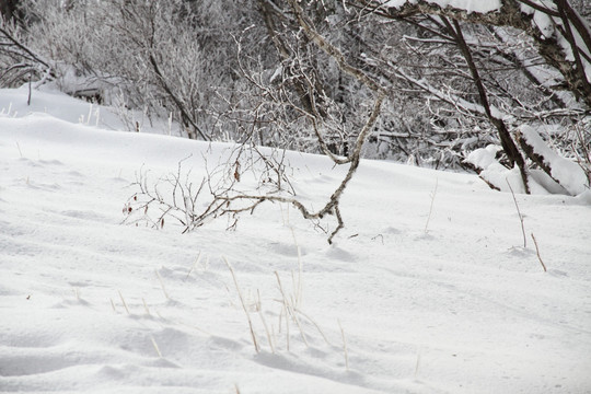 旷野雪地 雪地纹理