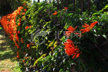 炮仗花