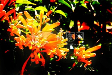 炮仗花