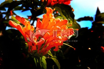 炮仗花