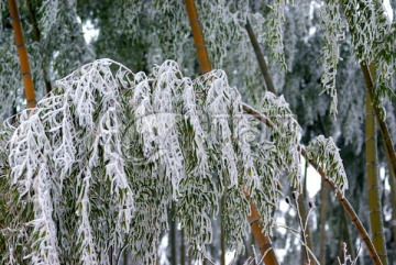 竹林