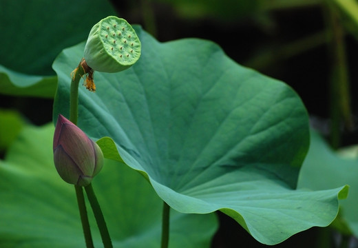 新荷