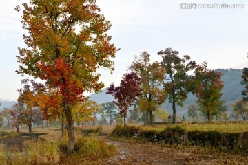 绚丽红叶