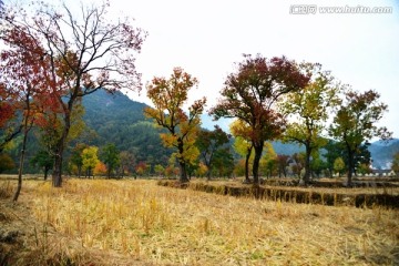 绚丽红叶
