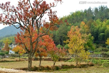 绚丽红叶