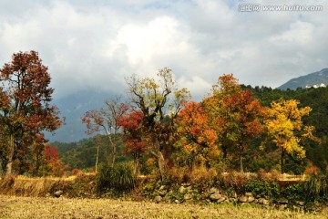 绚丽红叶