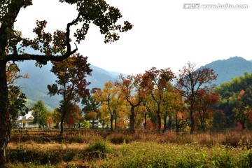 绚丽红叶