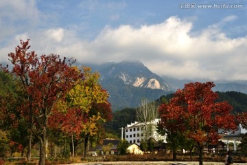绚丽红叶