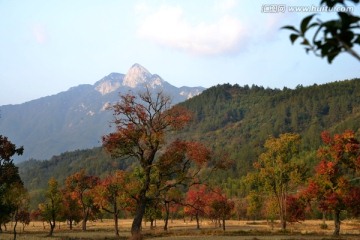 绚丽红叶